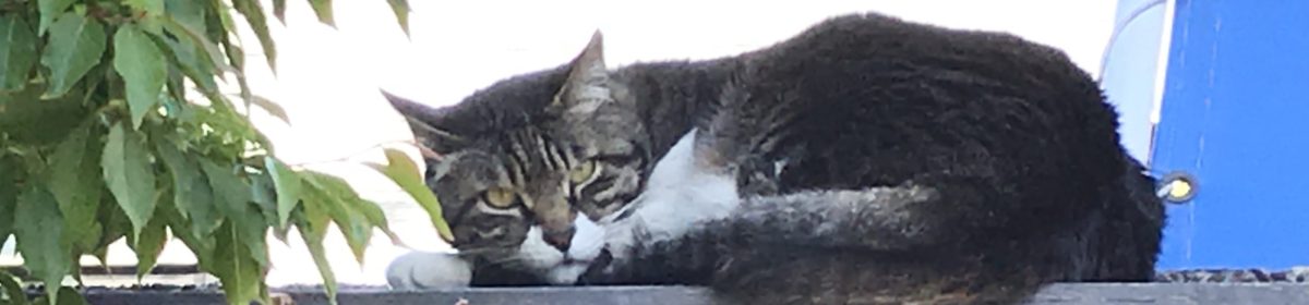 読書戦線逃亡中